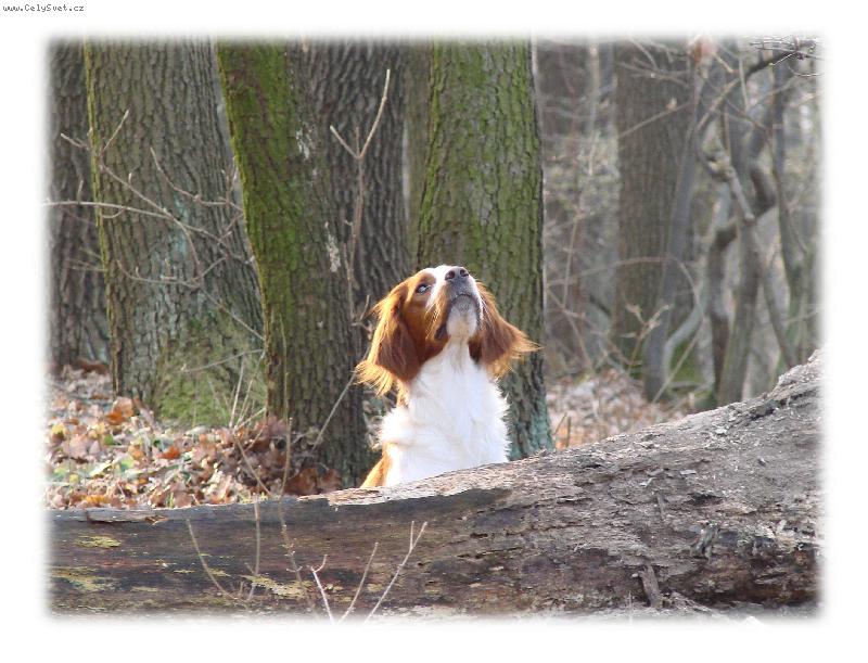 Foto: a je tu jaro-Eira z Vl��ch M�ku