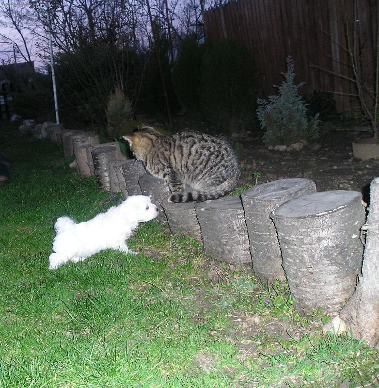 Foto: �teniatko malteza�ika-Malteza�ik sa zoznamuje