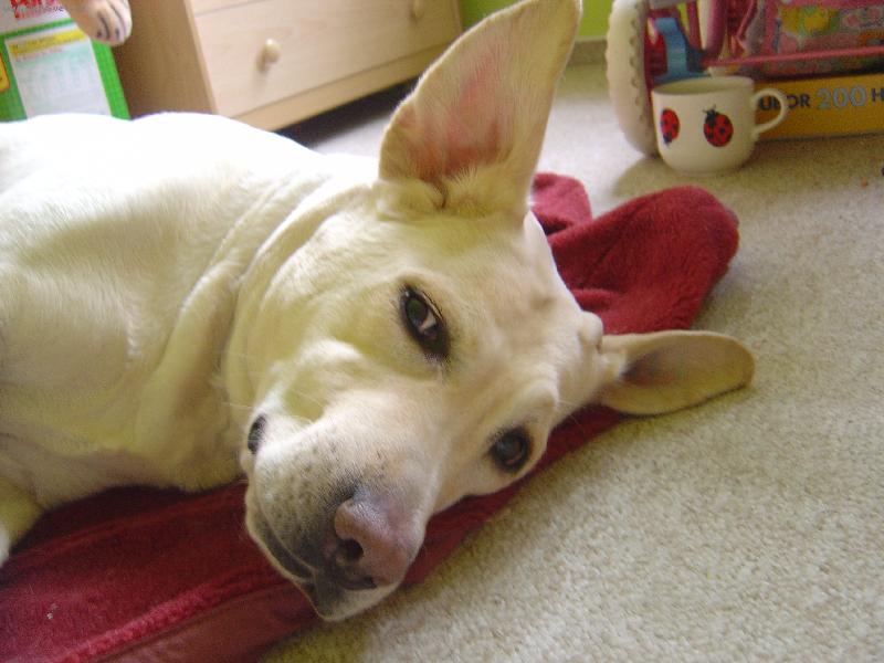 Foto: Labrador s ukup�rovan�ma u�ima-"stoj� mi u�i!"