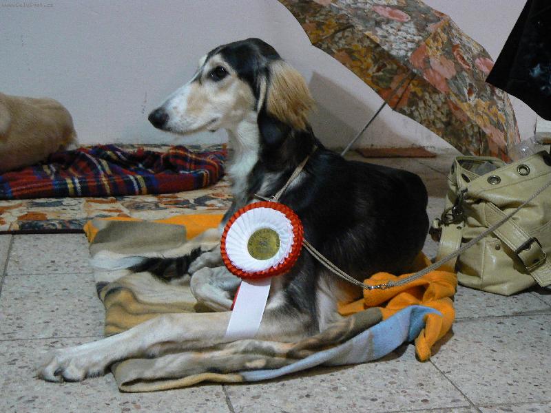 Foto: Nejlep�� dorost-Aischaja Yrtep - 3.3.07 klubov� v�stava KCHCH