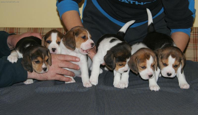 Foto: �t��ata vrh A  chovn� stanice 17th Meridian-Vylet� pt��ek