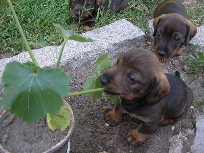 Foto: konzerva je dobr�, ale kdy� nen� co j�st..........