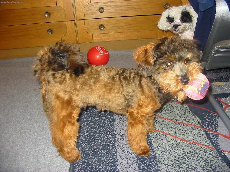 Foto: zimn� dom�c� hr�tky