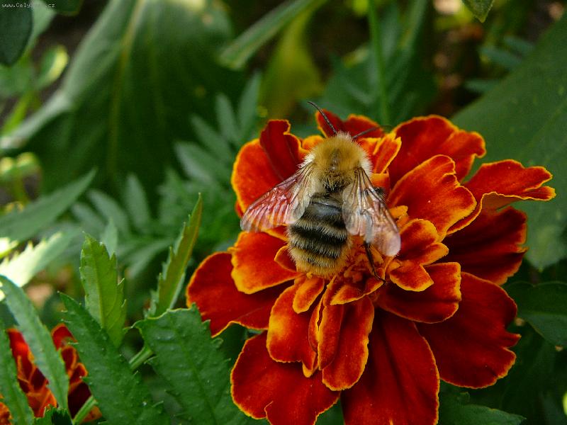 Foto: V�el� pylnost-jaro v pln�m proudu