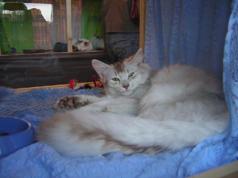 Foto: Zabor von Kismayu v CHS Atuar*cz-kryc� kocourek Zabor