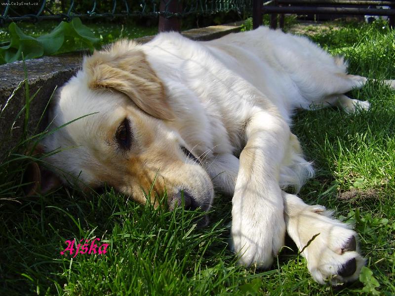 Foto: Na�e Ai�ka