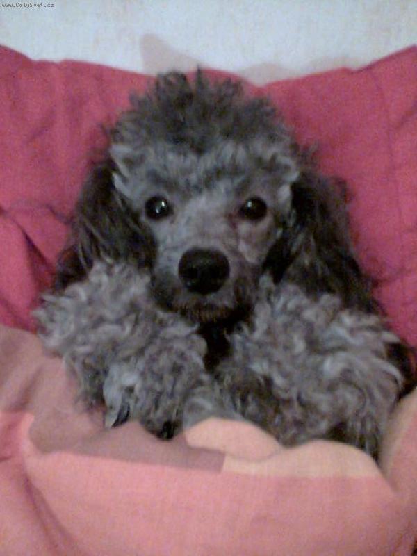 Foto: kdy� je mi zima zalezu si pod pe�inu