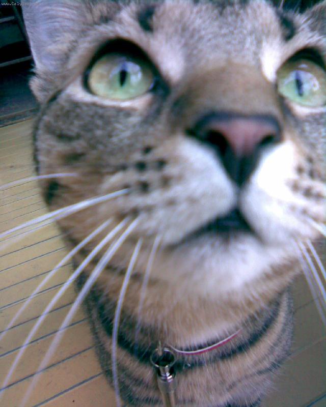 Foto: Zv�dav� S�ra-Zv�dav� S�ra