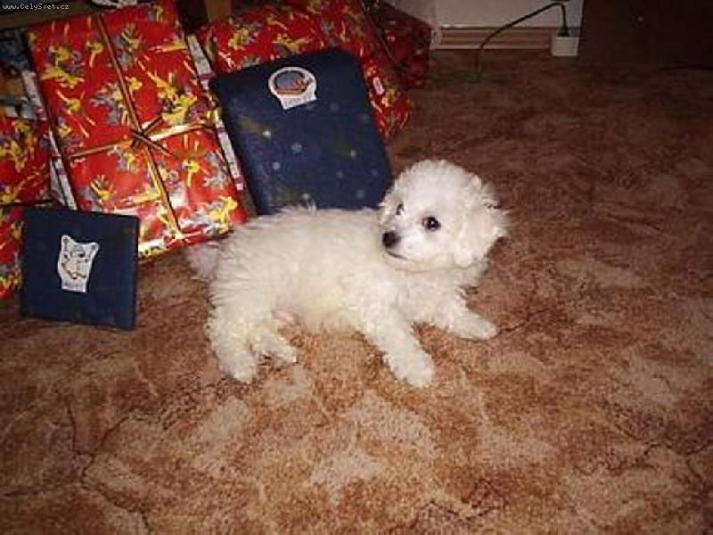 Foto: Danny-Nejkr�sn�j�� v�no�n� d�rek