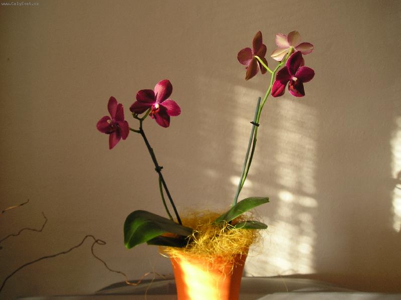 Foto: Falenopsisy-Z�pad slunce