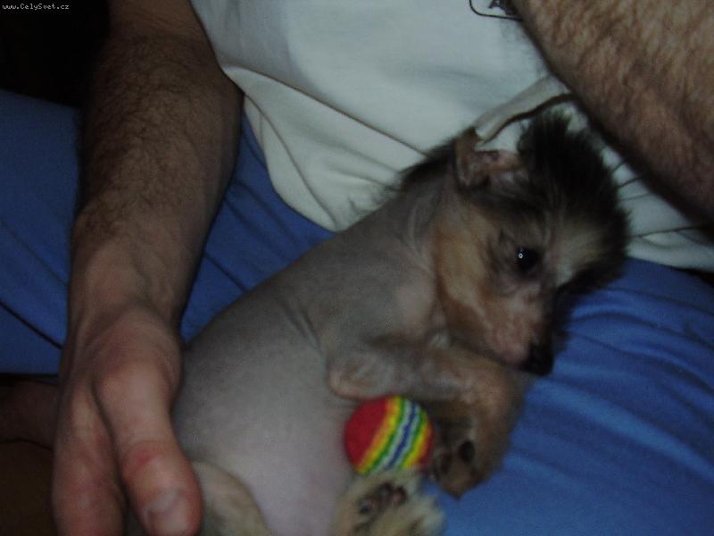 Foto: moje zlat��ko Fanny-Ten fotbal je ale fu�ka.