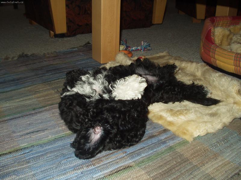 Foto: odpoledn� siesta-po ob�d�