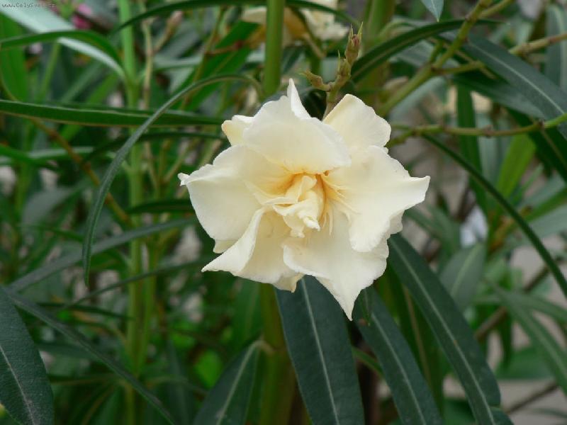 Foto: �lut� z Francie