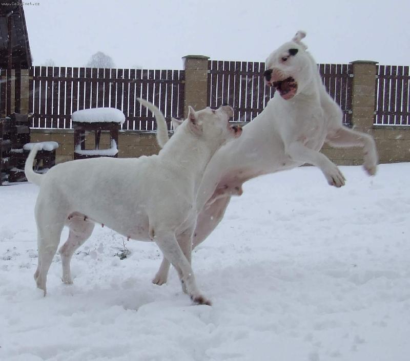 Foto: S m�mou nen� nikdy nuda!-Hecla a Alonso z chov.stanice Charismatic