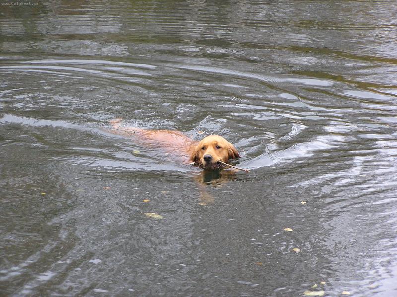 Foto: Casey(Kesi)-Tak to je m�j n�dhern� plavajic� pejsek