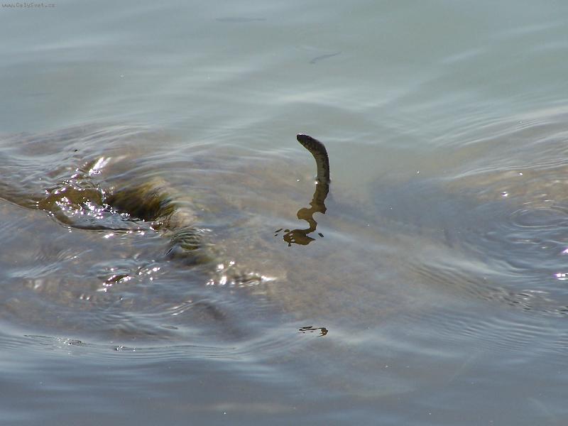 Foto: Pravideln� plavec v Balatonu-Ka�d� r�no tato stvo�en� p�iplav�vala do kamen�.