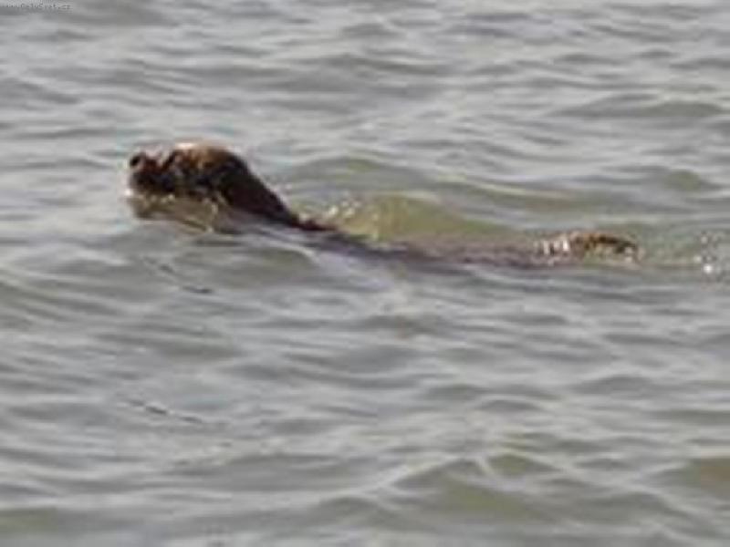 Foto: Tady na�e Kettynka hon� v Balatonu ka�enky...-Vydra ���n�