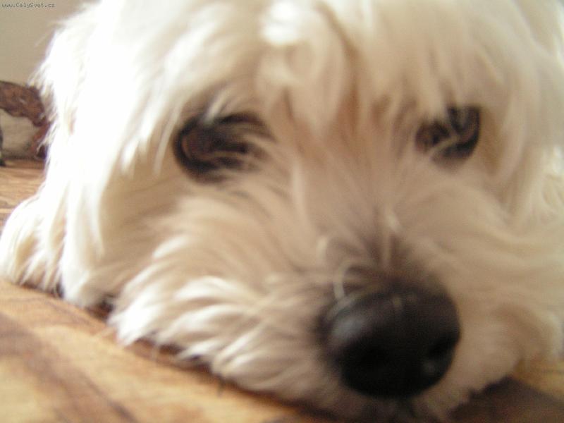 Foto: Mike�ek ze �ukova-Kuk��� na m� :)