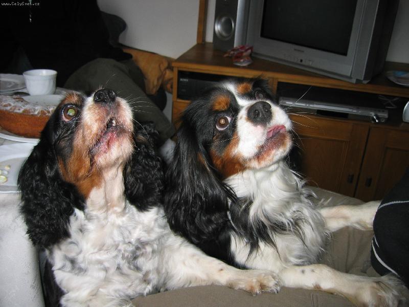 Foto: B�ra a Pickwick-Njn... tady n�kdo r�d pi�kotky! :)