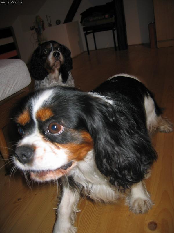 Foto: B�ra a Pickwick II.-Zaj�mav� fotka �e?? :-D