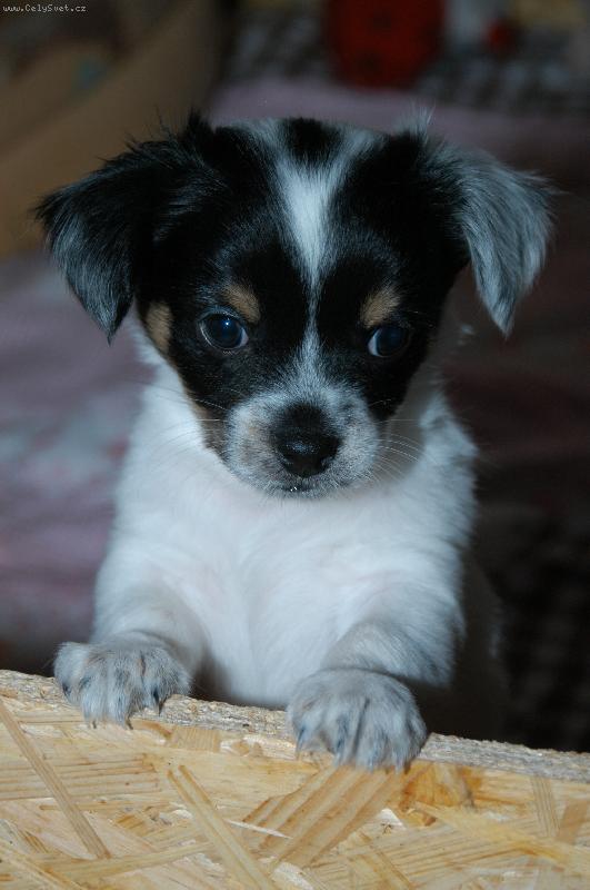 Foto: �ivav� miminka-Akimek