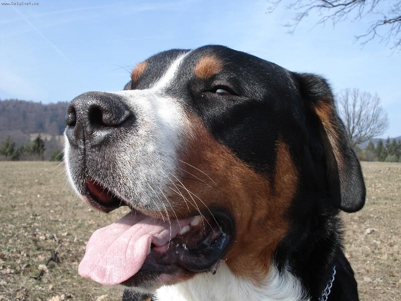 Foto: Jathos Jose from Swiss Star