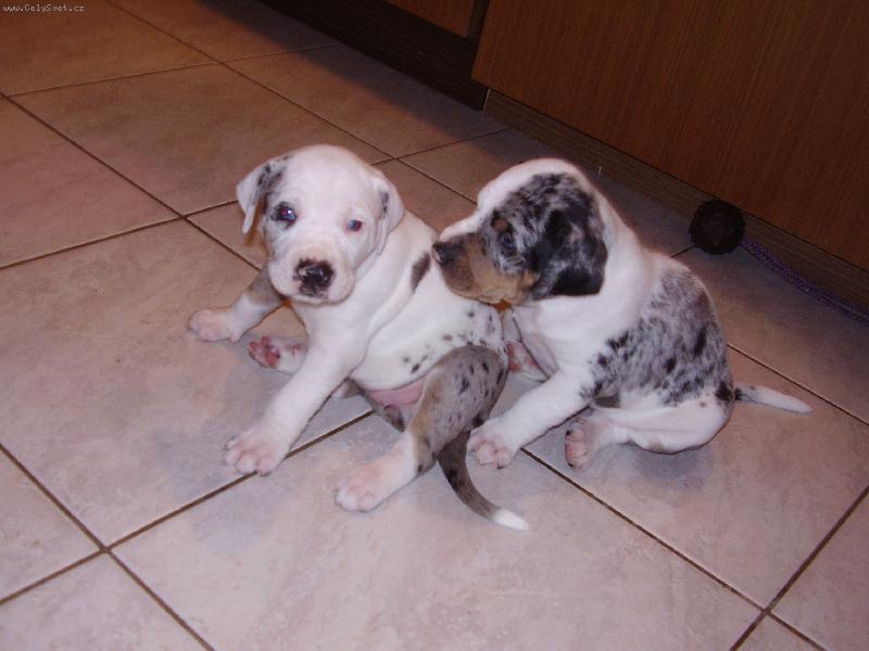 Foto: LC  (Lousian Catahoula)-miminka p�i mazlen�