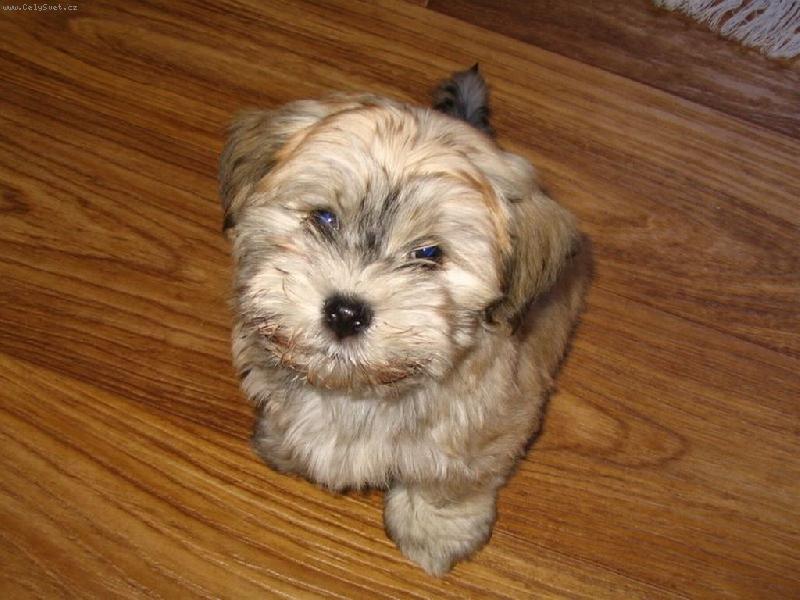 Foto: Havansk� ps�k