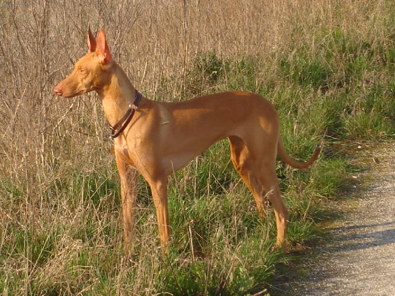 Foto: Blackie Putimska brana-Nas milacik