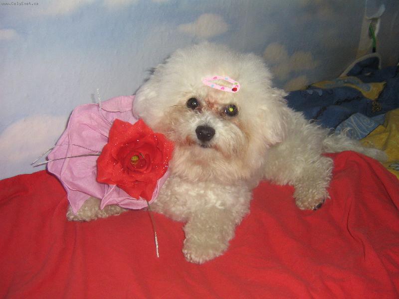 Foto: To je otrava takhle p�zovat-Shereen