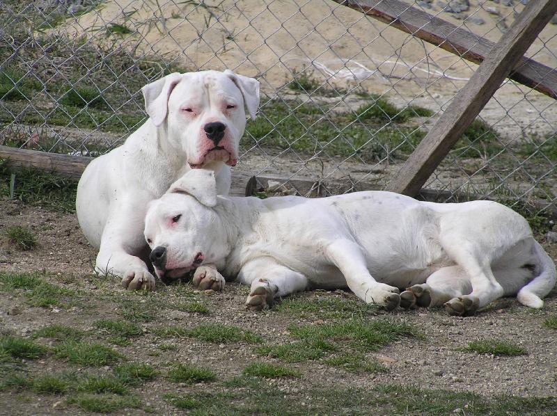 Foto: Diablo   Pacha odpo�inek