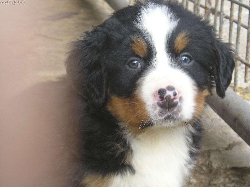 Foto: Kasik-Kasik 6 t�dn�