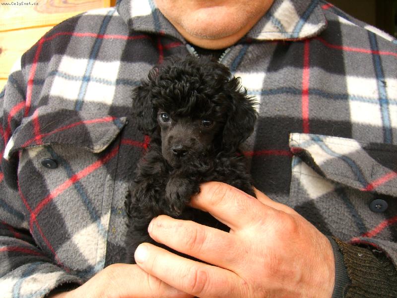 Foto: 7t�denn� �ern� fene�ka-Posledn� foto, ne� p�jdu k nov�m p�n��k�m..