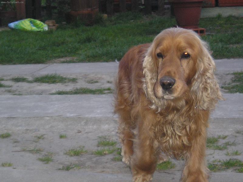 Foto: Jesin-Jesin v 11 letech