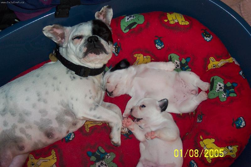 Foto: kikinka-prost� kiku�ka a d�ti�ky