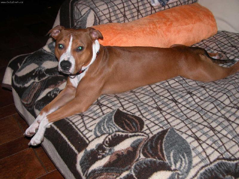 Foto: Moje v�echno-Engy a jej� spokojen� �ivot