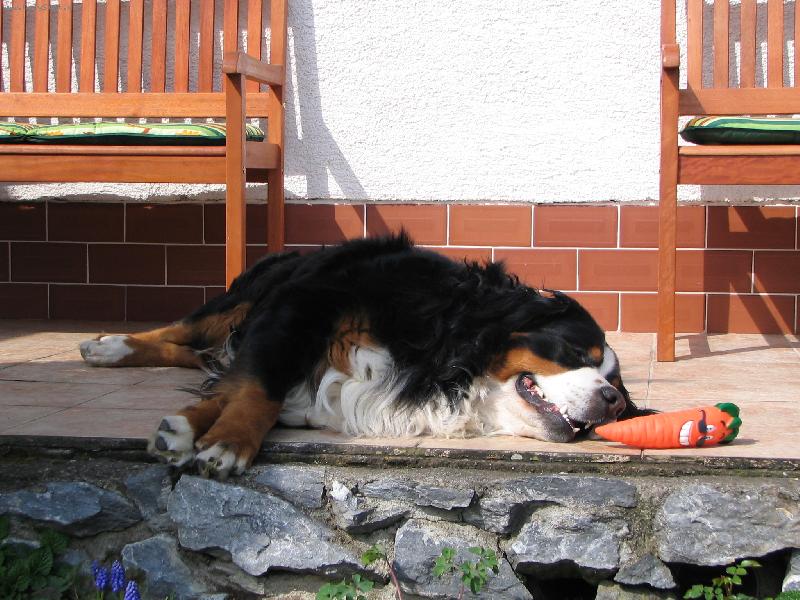 Foto: Azor from Billabongfarm-azik odpociva....