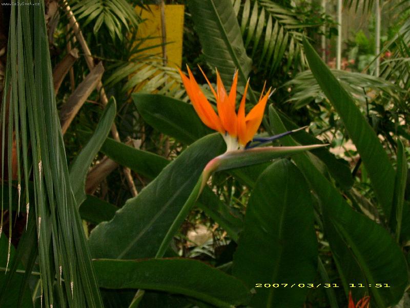 Foto: ora�ov� kv�t-z palmov�ho sklen�ku