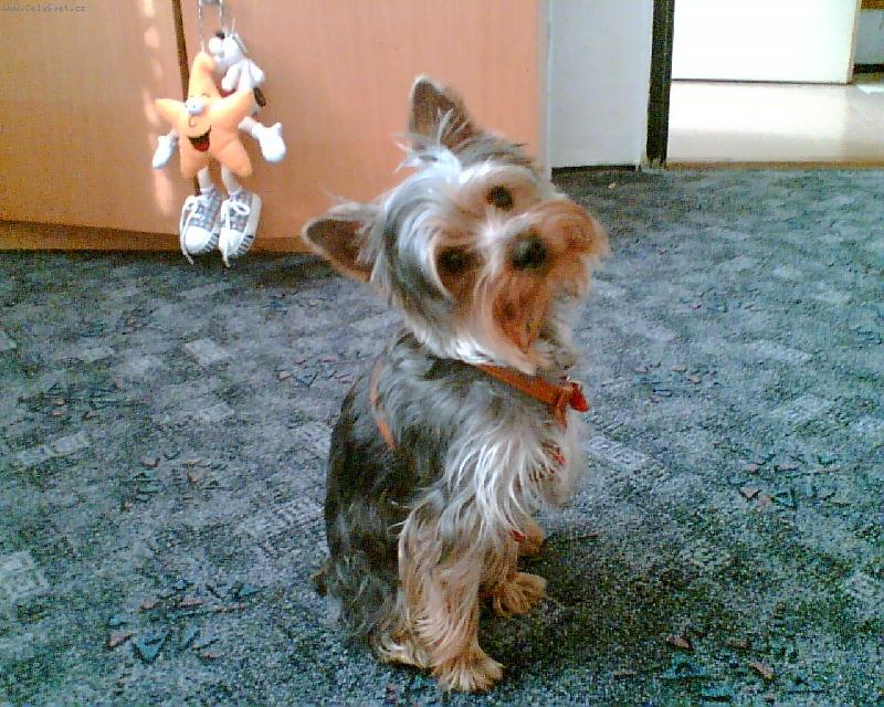 Foto: ��rl�-takov� mal� nevi��tko....