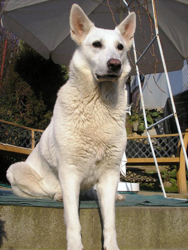 Foto: krasavice-strejda na n�, �ertuje:kr�va sice, ale krasavice