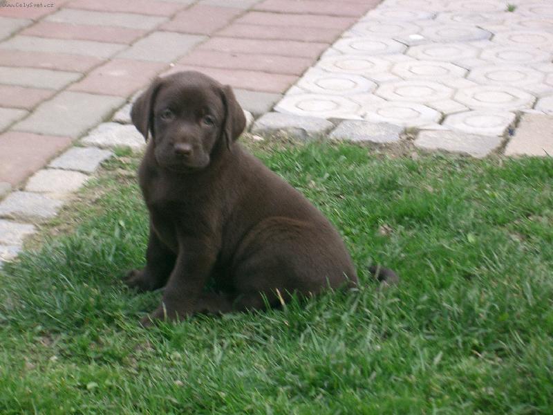 Foto: Jesy-na�e �t���tko JESY