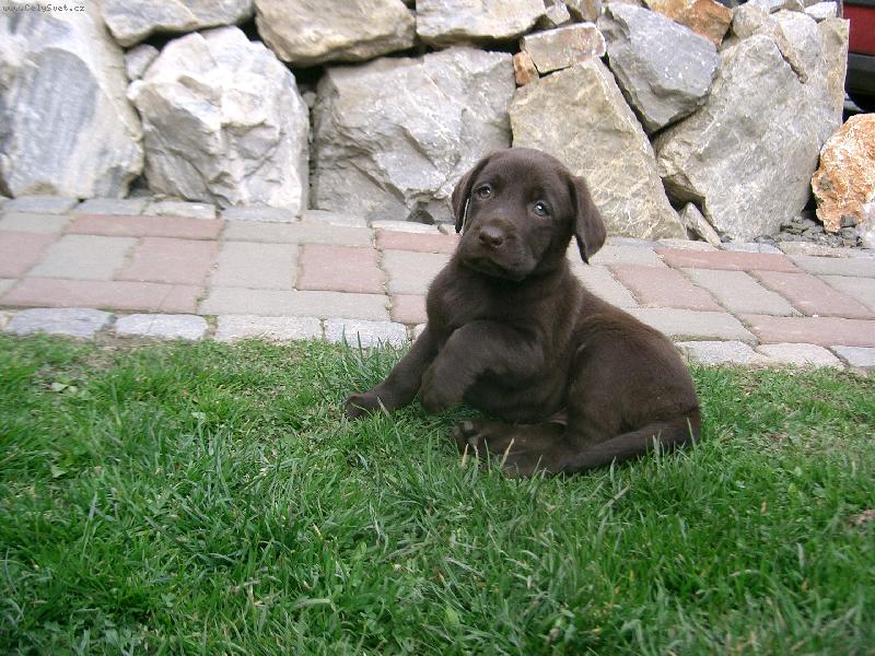 Foto: Jesy-zase na�e JESY