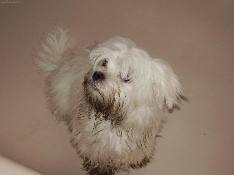 Foto: NELINA Z KOSTELCE N � LESY