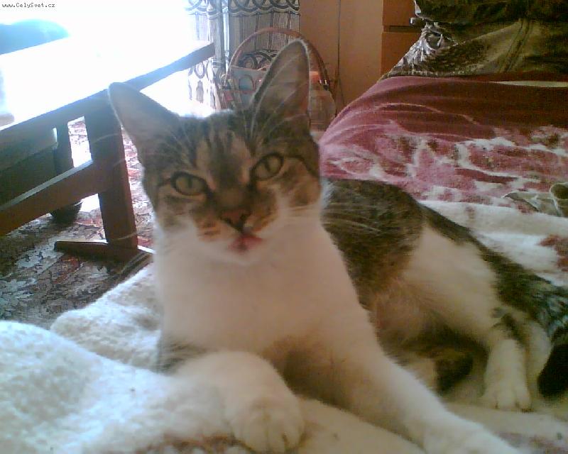 Foto: Terinka-Toto byly ko�i�ka z �tulku, m�li jsme ji 4 roky ahnusn� sousedka n�m ji otr�vila, �e j� k n� lezla.