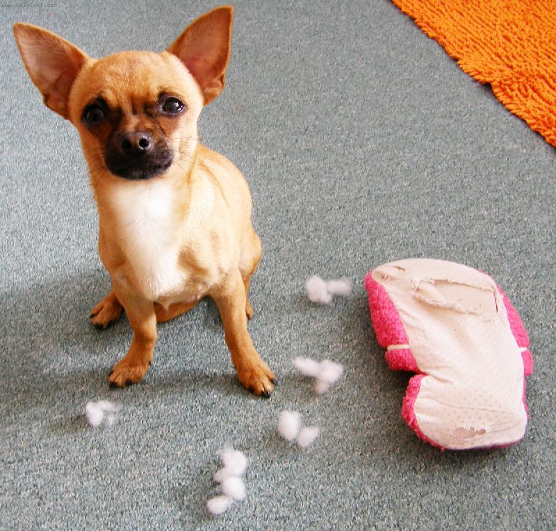 Foto: P�i�inliv� �ivava p�isti�ena po akci-Fenri si r�d hraje...s le���ms...