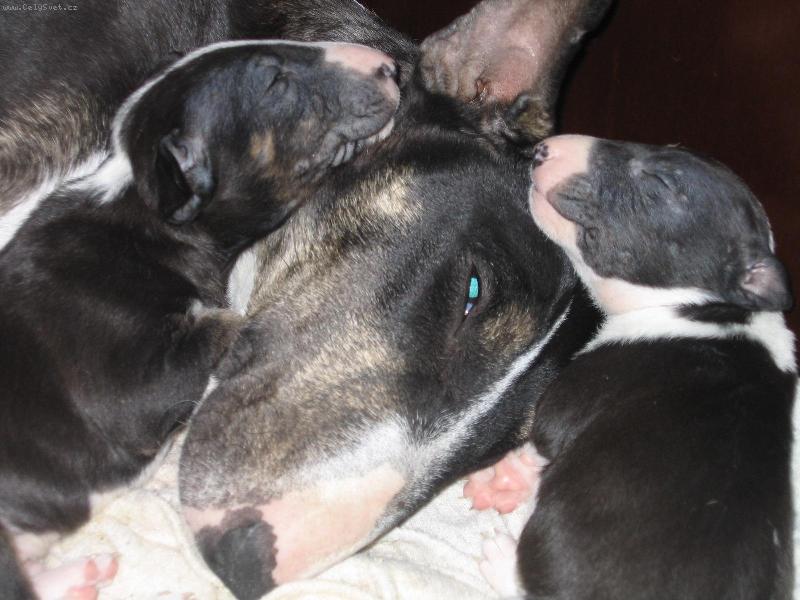 Foto: mil��kov�-To je l�sky