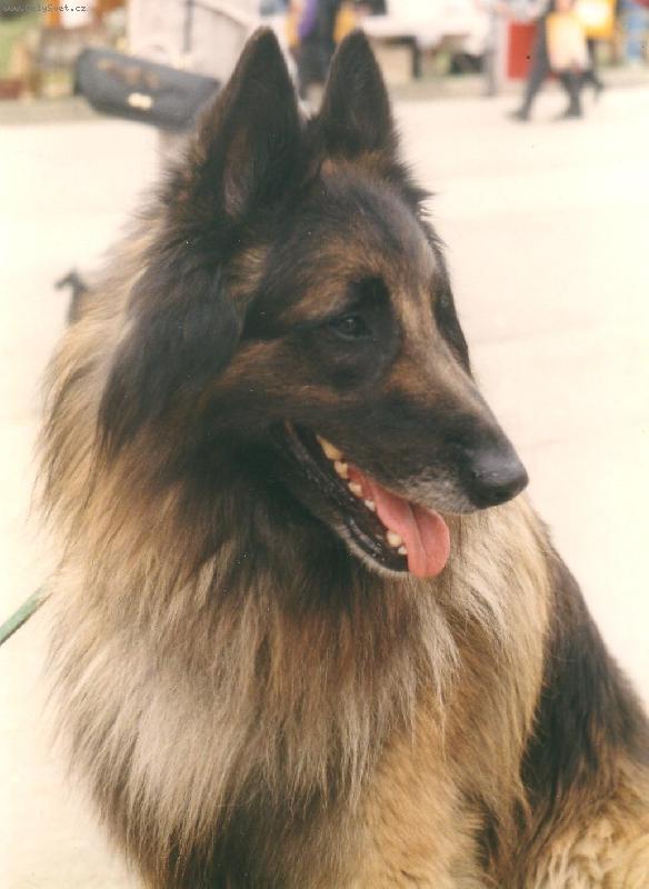 Foto: M�j milovan� Cliff (Dino Rudolfovsk� sk�la CZ)