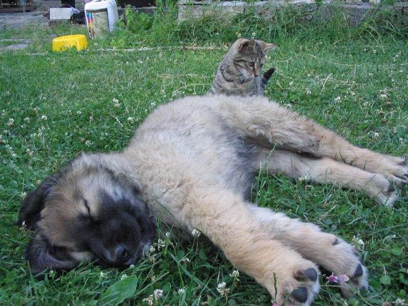 Foto: Borinka Pinkav� II-Borinka ( II m�s�ce )