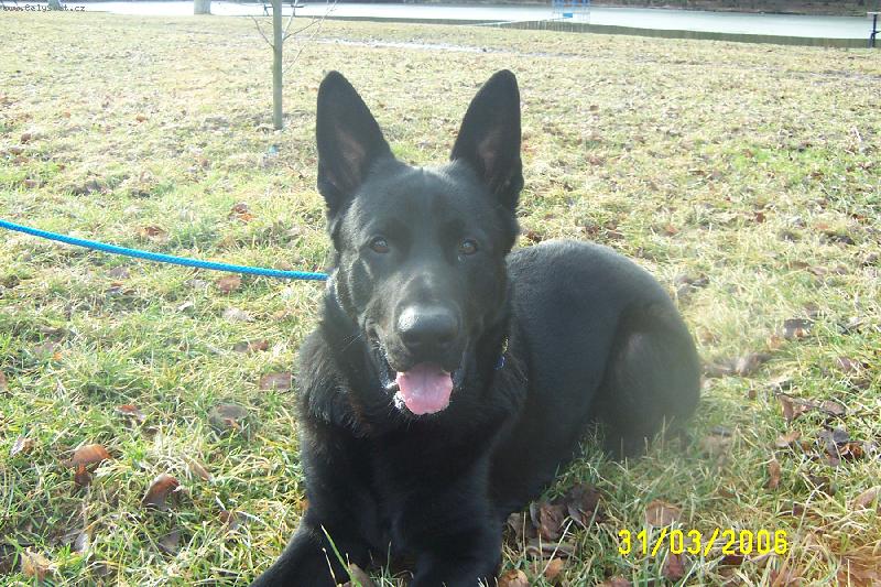 Foto: Bred��ek-celo�ern� n�meck� ov��k