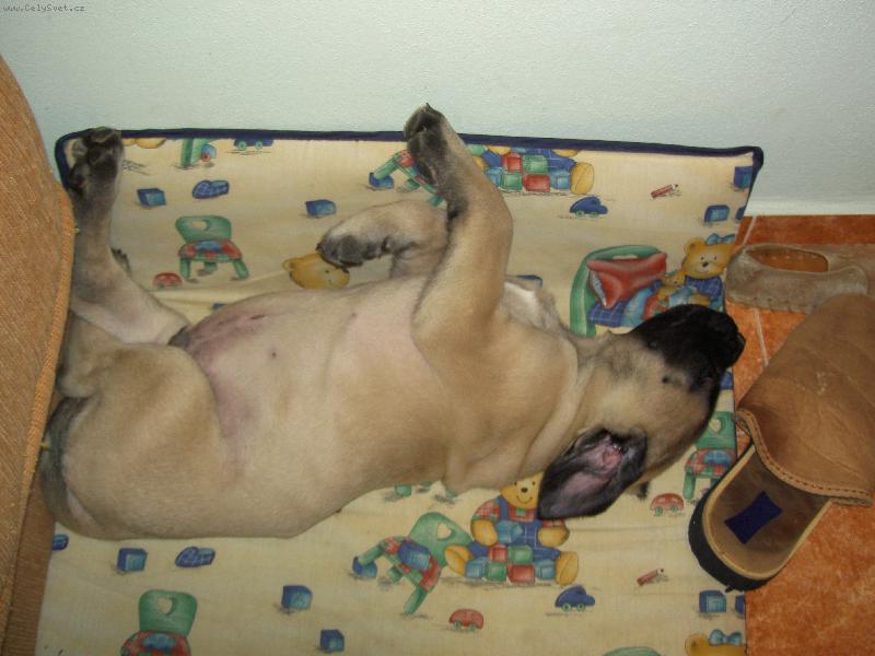 Foto: Po sva�in�-Unaven� Baddy